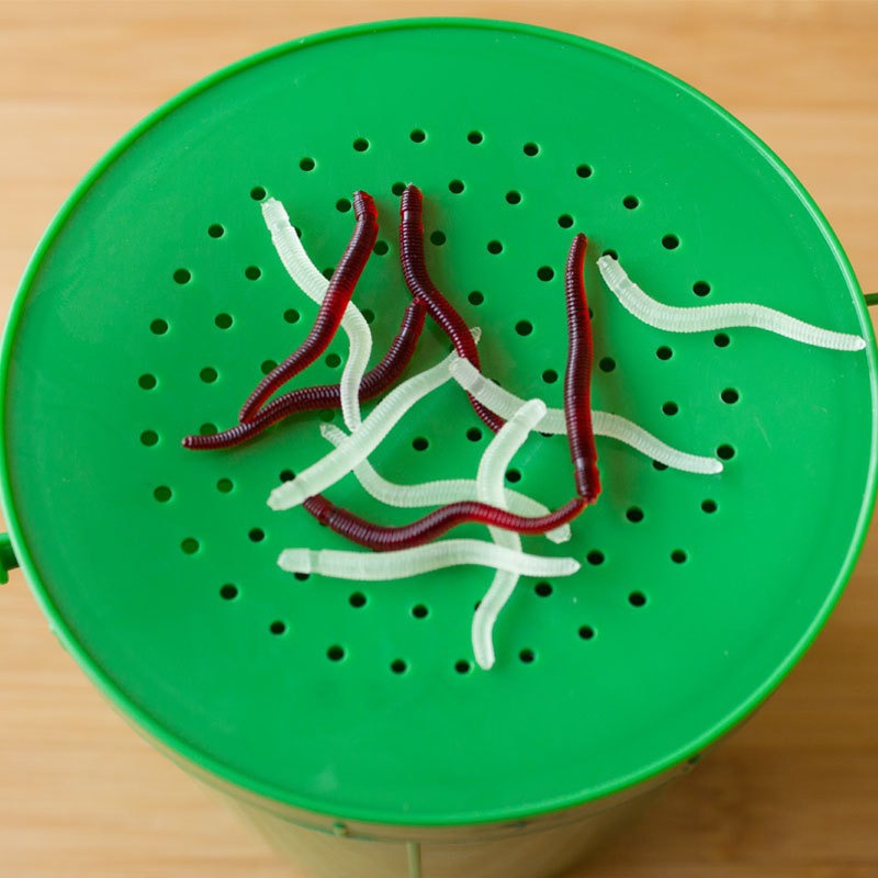 50개입 낚시 루어, 실물 같은 생선 냄새, 빨간색 소 - Aglaonema Red 리뷰 및 가격